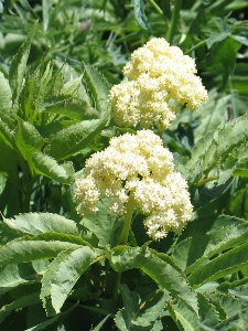 Sambucus spp.